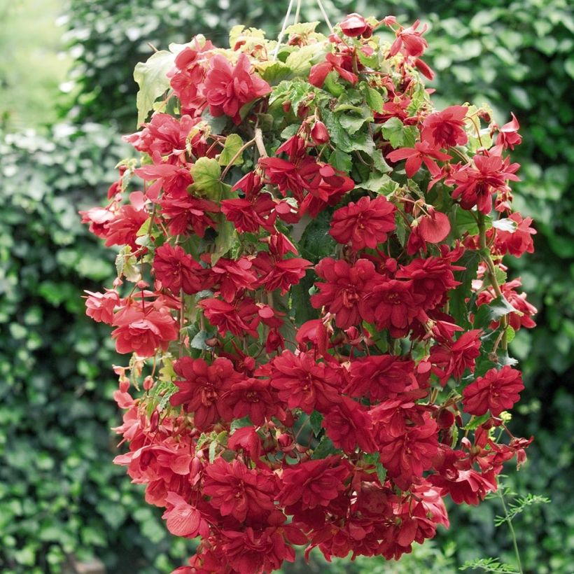 Begonia pendula Illumination Ecarlate (Porto)