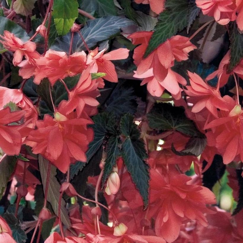 Begonia pendula Illumination Saumon (Fogliame)