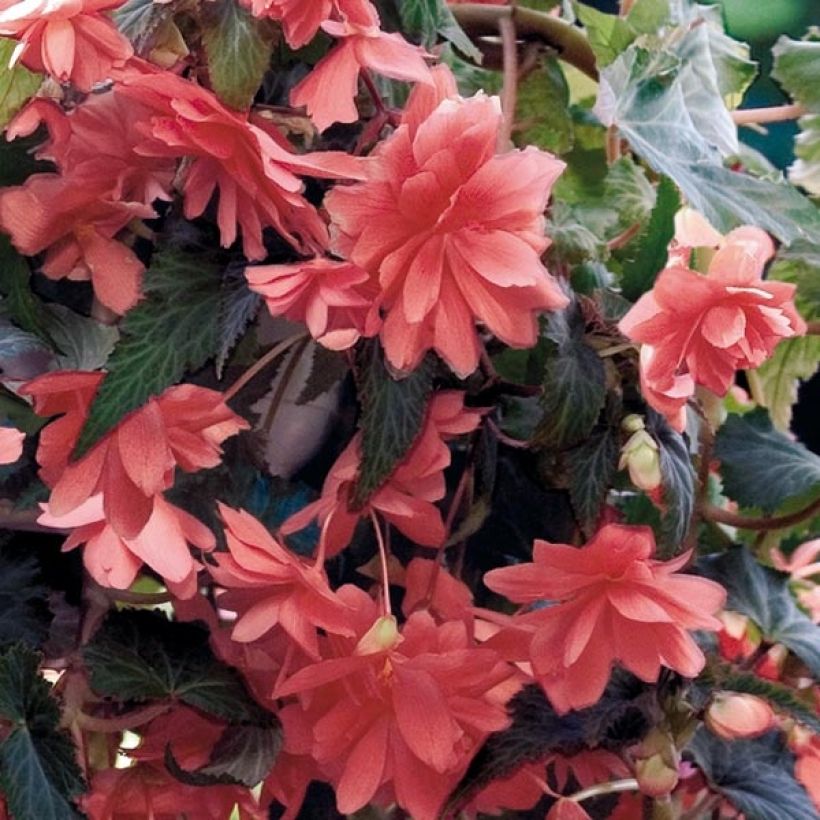 Begonia pendula Illumination Saumon (Fioritura)