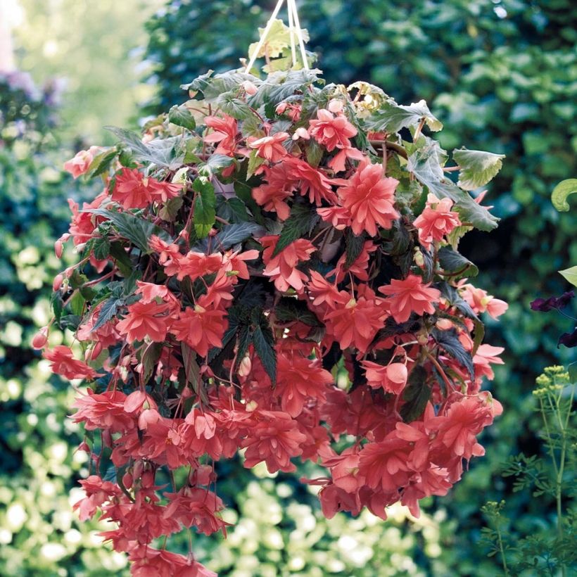 Begonia pendula Illumination Saumon (Porto)