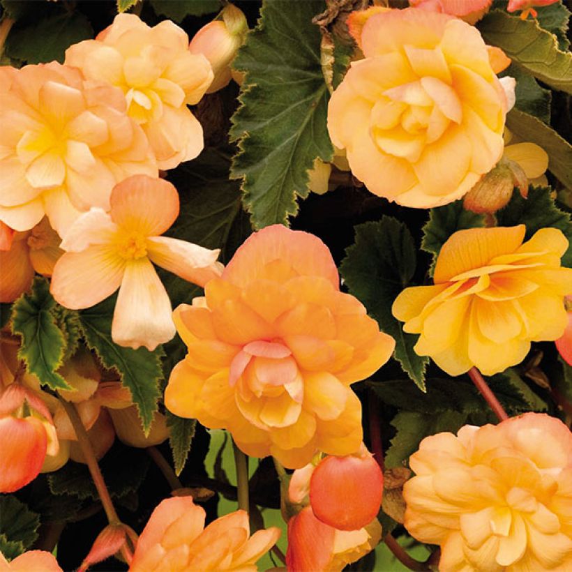 Begonia pendula Illumination Tons Abricots (Fioritura)