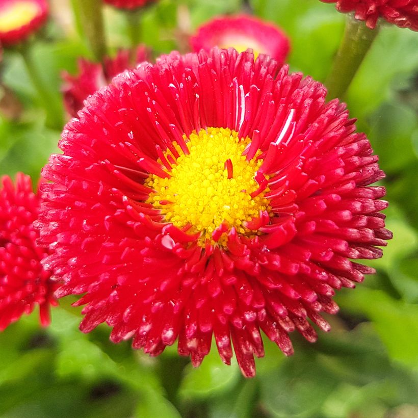 Bellis perennis Roode - Pratolina comune (Fioritura)