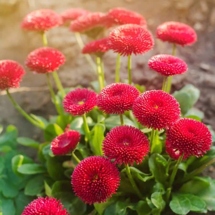 Bellis perennis Roode - Pratolina comune (Porto)