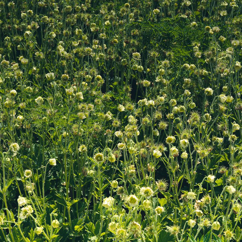 Geum rivale Album (Porto)