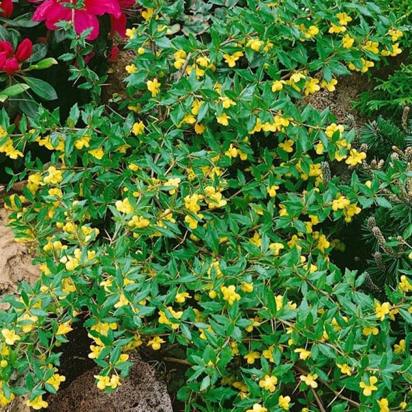 Berberis Chenaultii - Crespino (Fioritura)