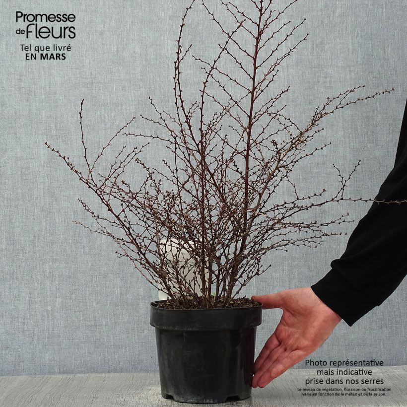 Berberis thunbergii Golden Dream - Épine-vinette Pot de 2L/3L esemplare consegnato in inverno