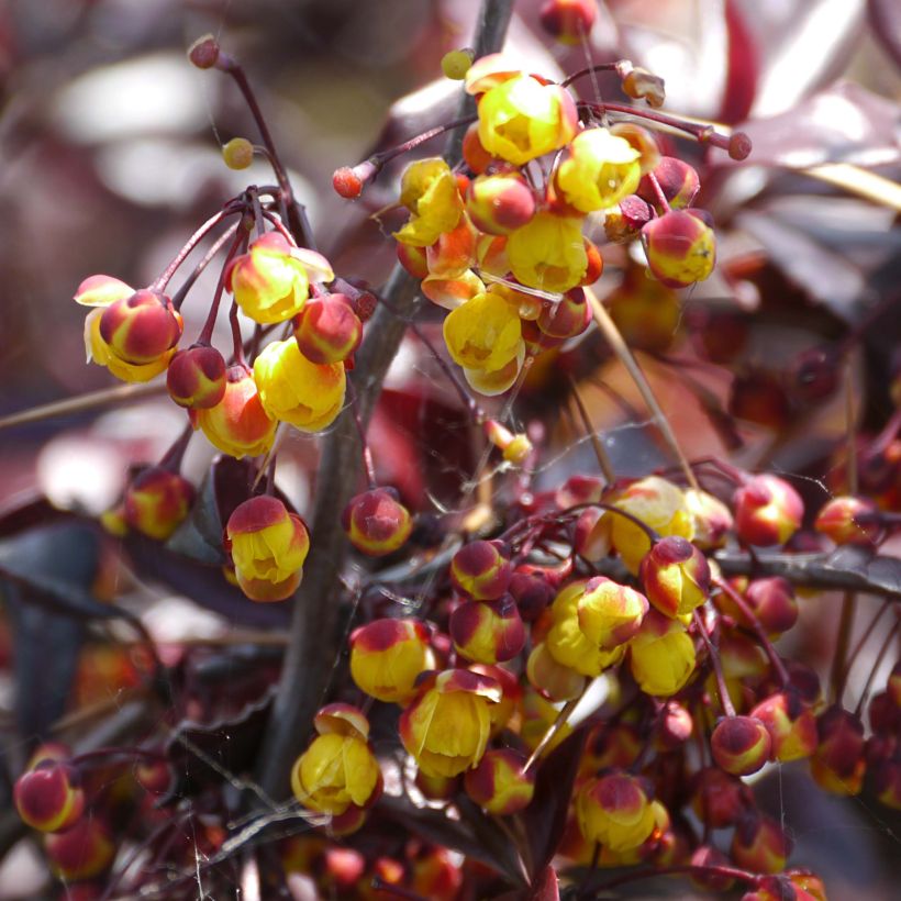 Berberis thunbergii Thunderbolt - Crespino giapponese (Fioritura)