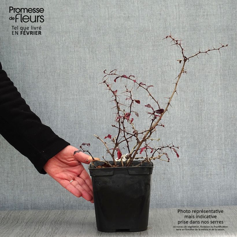 Berberis Thunderbolt® - Epine-vinette Pot de 2L/3L esemplare consegnato in inverno