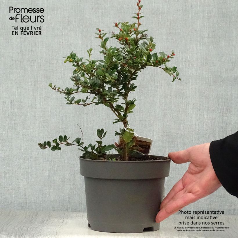 Berberis darwinii 25/30cm en pot de 2L. esemplare consegnato in inverno