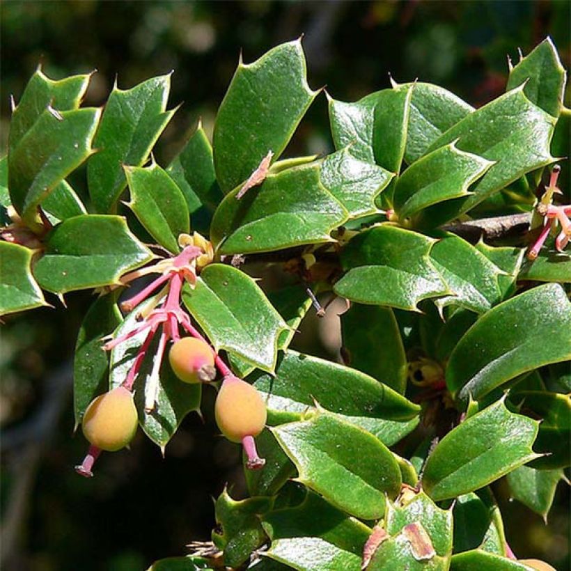 Berberis darwinii - Crespino di Darwin (Fogliame)