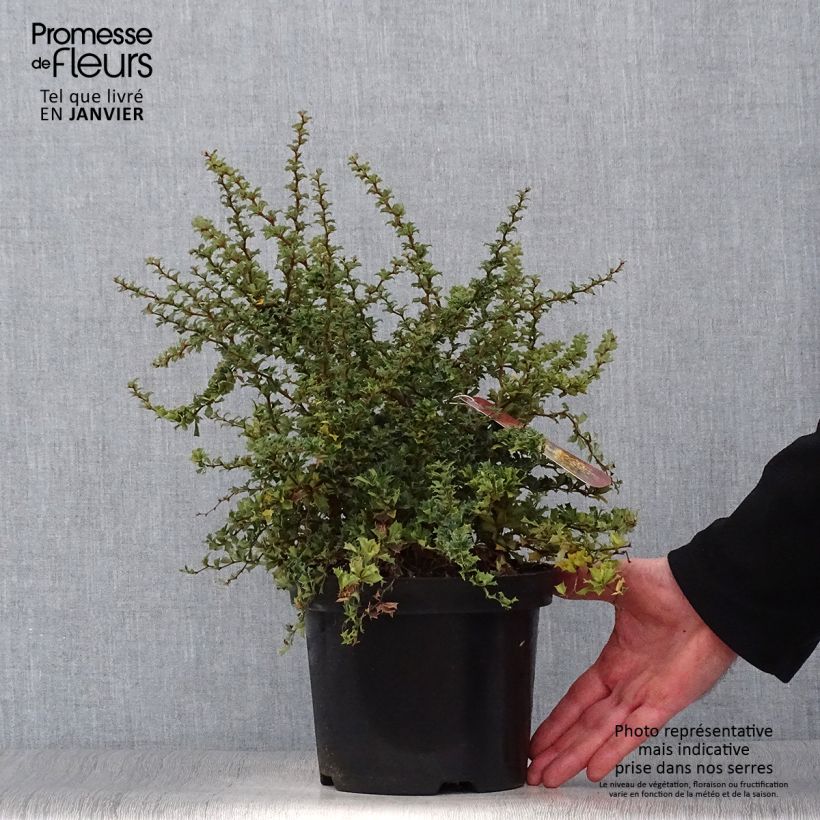 Berberis darwinii Compacta - Épine-vinette Pot de 2L/3L esemplare consegnato in inverno