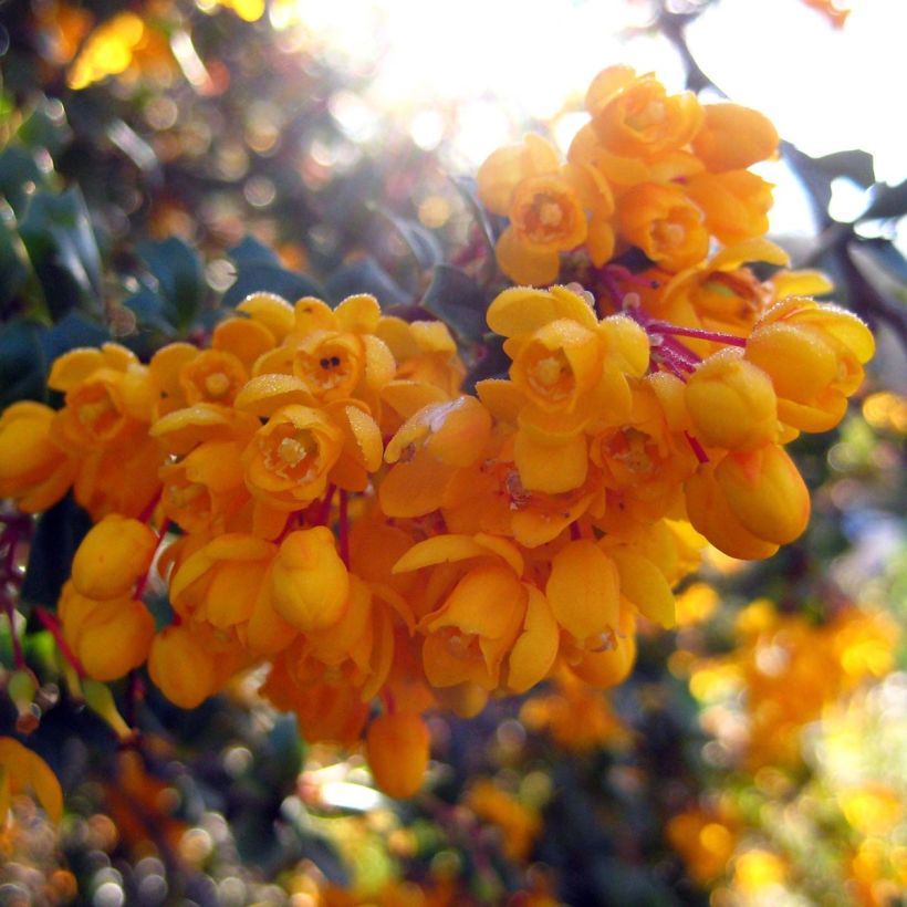 Berberis darwinii Compacta - Crespino di Darwin (Fioritura)