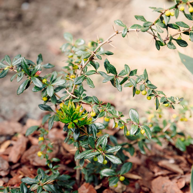 Berberis darwinii Compacta - Crespino di Darwin (Porto)