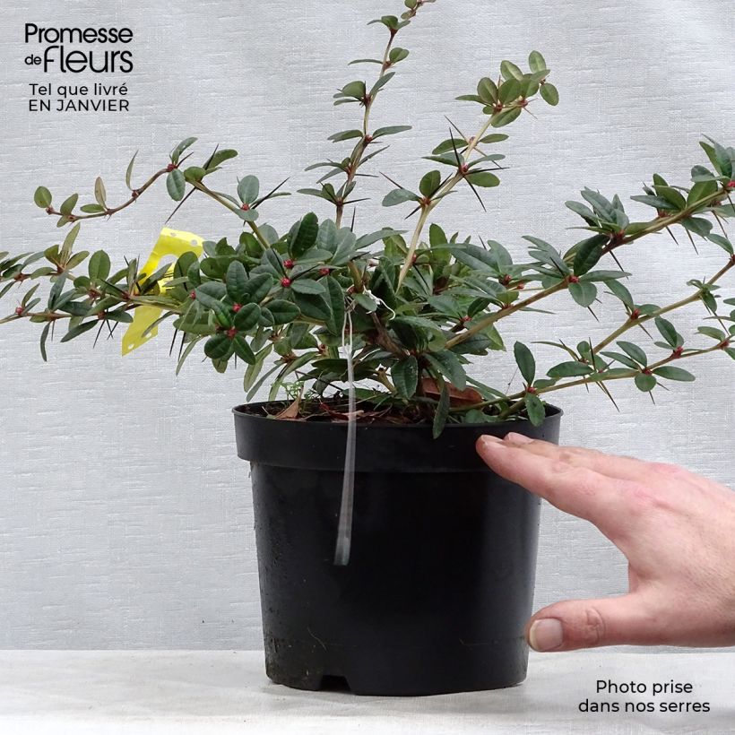 Berberis julianae en pot de 3L. esemplare consegnato in inverno