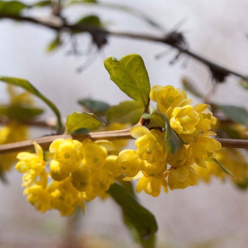 Berberis julianae - Crespino di Giuliana (Fioritura)