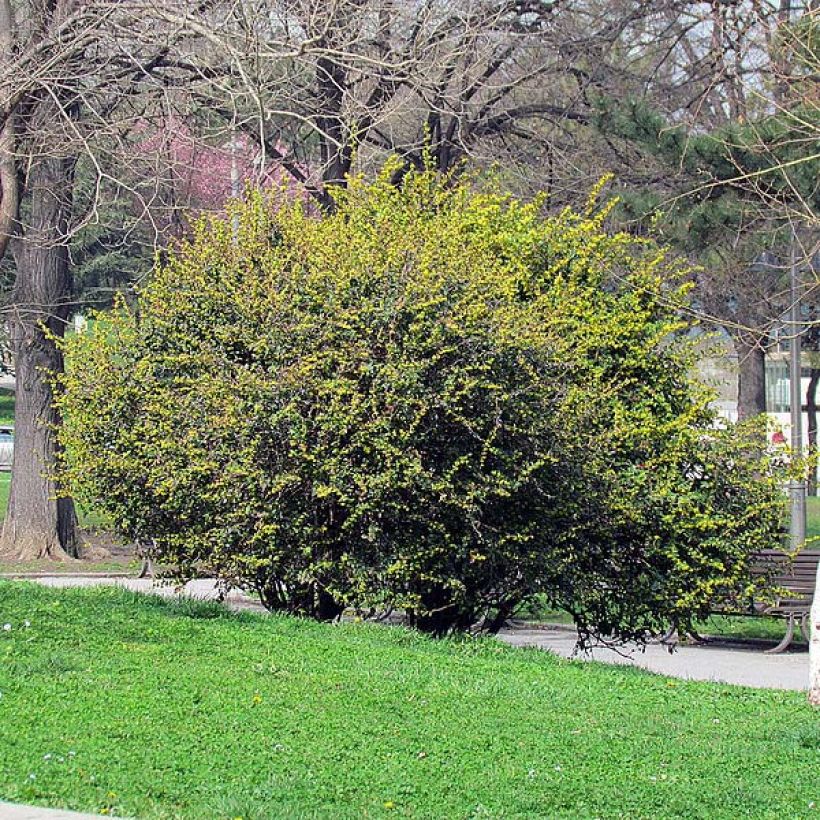 Berberis julianae - Crespino di Giuliana (Porto)