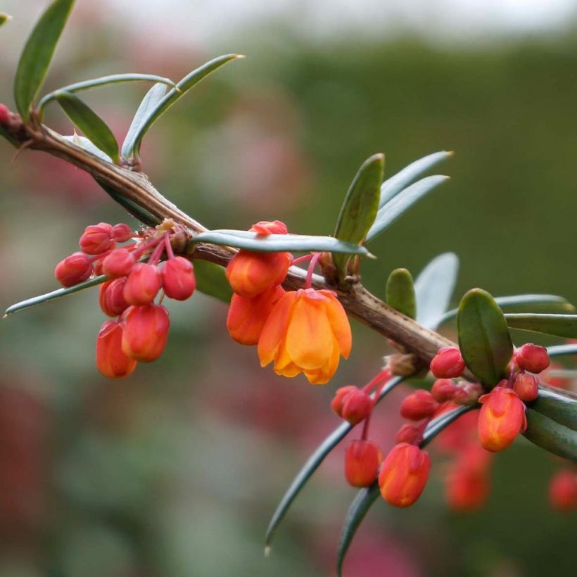 Berberis linearifolia Orange King - Crespino (Fioritura)