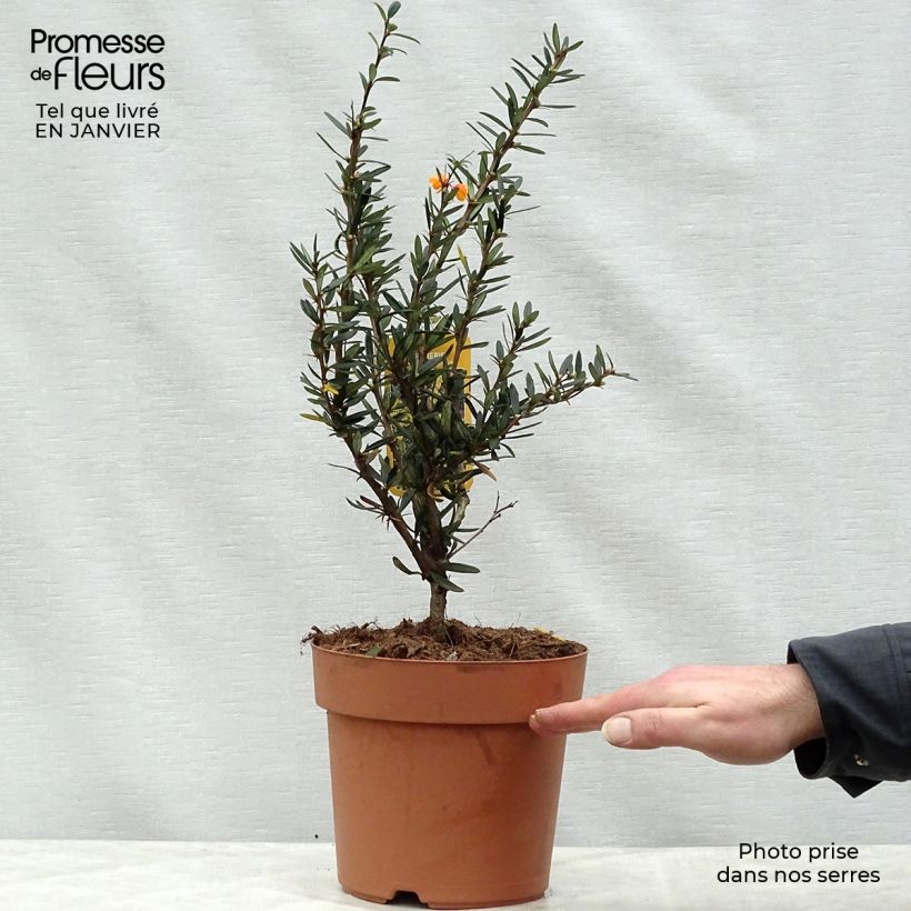 Berberis linearifolia Orange King - Epine-vinette Pot de 3/4L esemplare consegnato in inverno