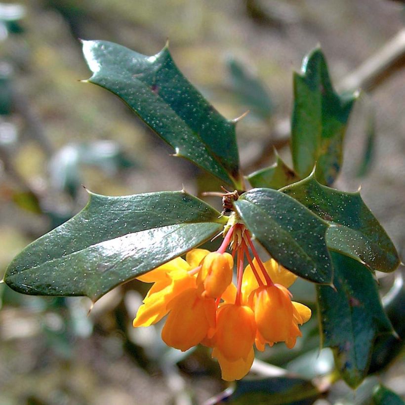 Berberis lologensis Apricot Queen - Crespino (Fogliame)