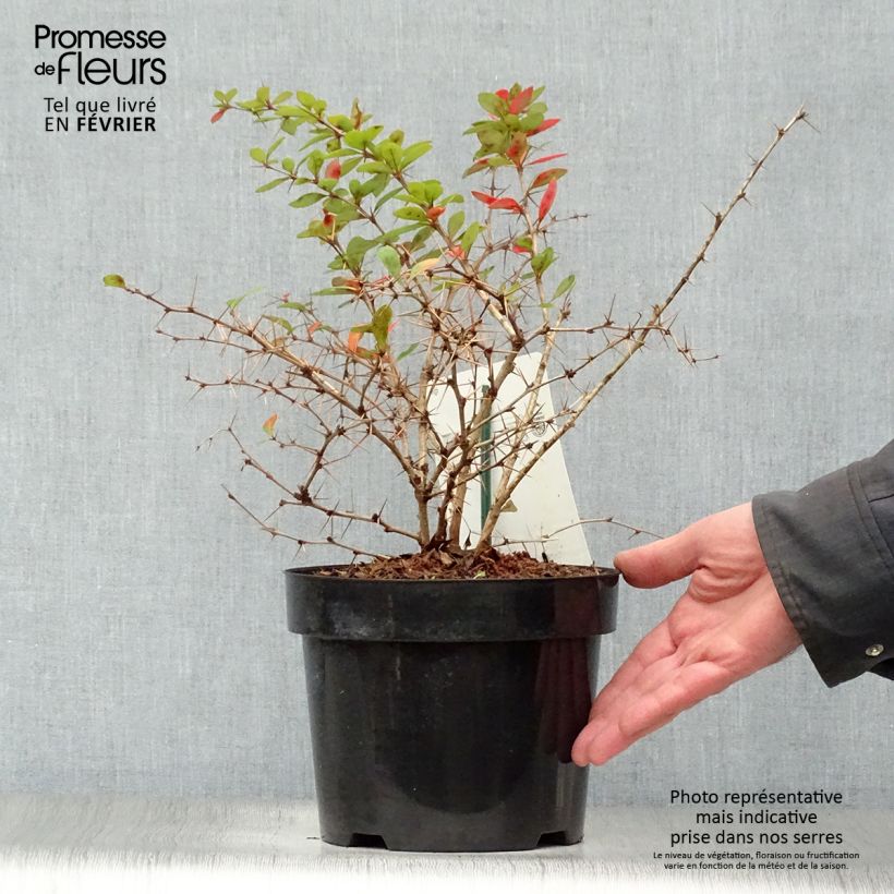 Berberis media Dual Jewel 30/40cm en pot de 3L. - Epine vinette esemplare consegnato in inverno