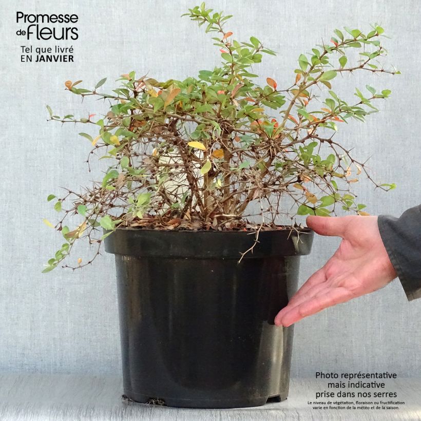 Berberis media Dual Jewel en pot de 10L.- Epine vinette esemplare consegnato in inverno