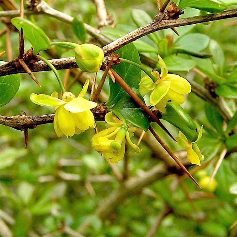 Berberis media Parkjuweel - Crespino (Fioritura)