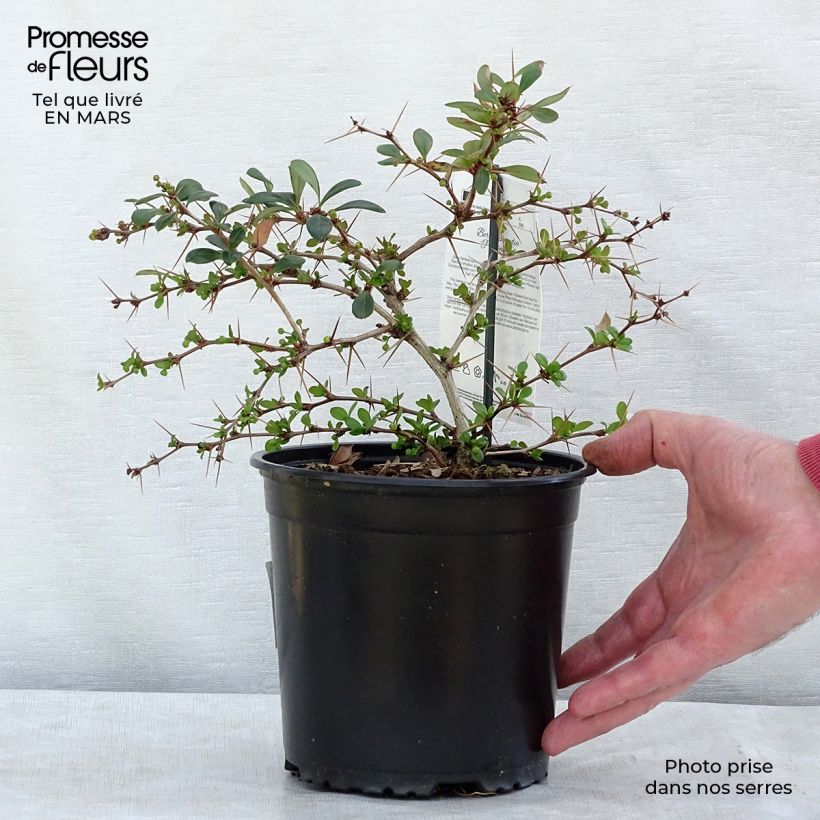 Berberis media Parkjuweel - Épine vinette en pot de 2L/3L esemplare consegnato in inverno