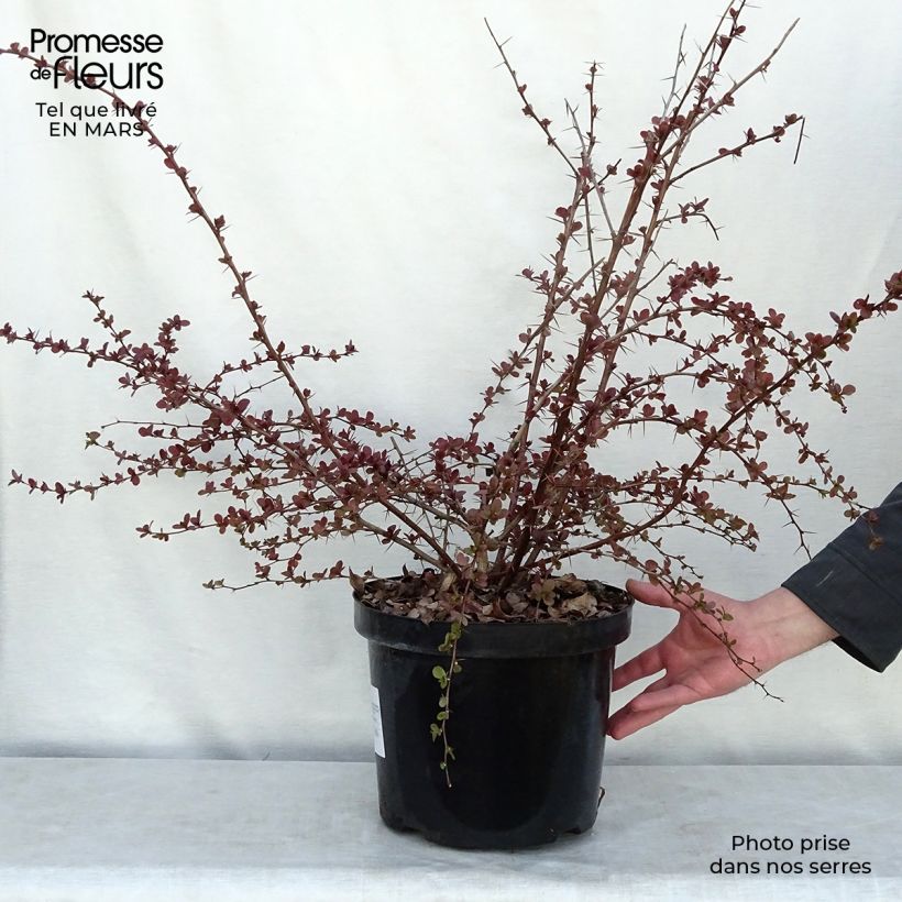 Berberis ottawensis Superba - Epine-vinette livré en pot de 7,5L/10L esemplare consegnato in inverno