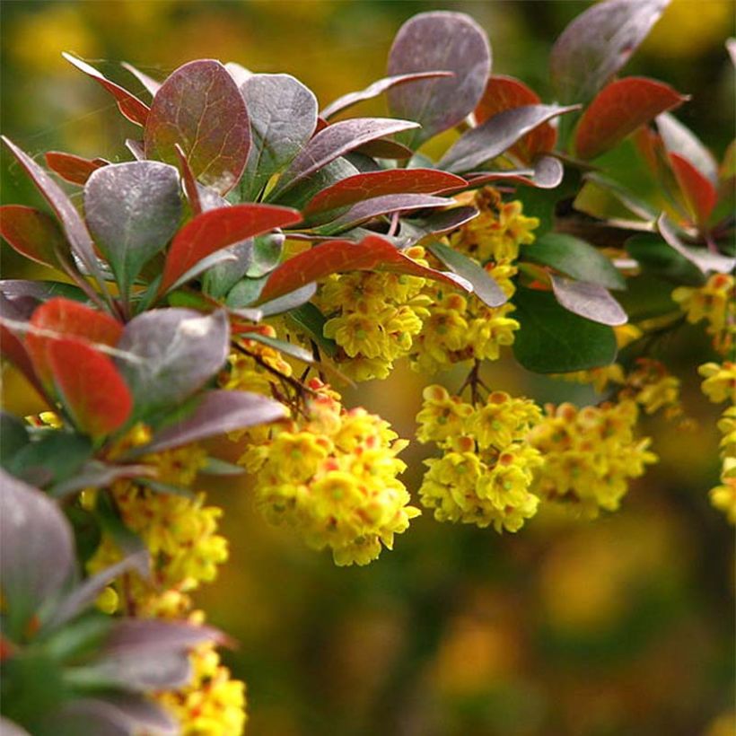 Berberis thunbergii (Fioritura)