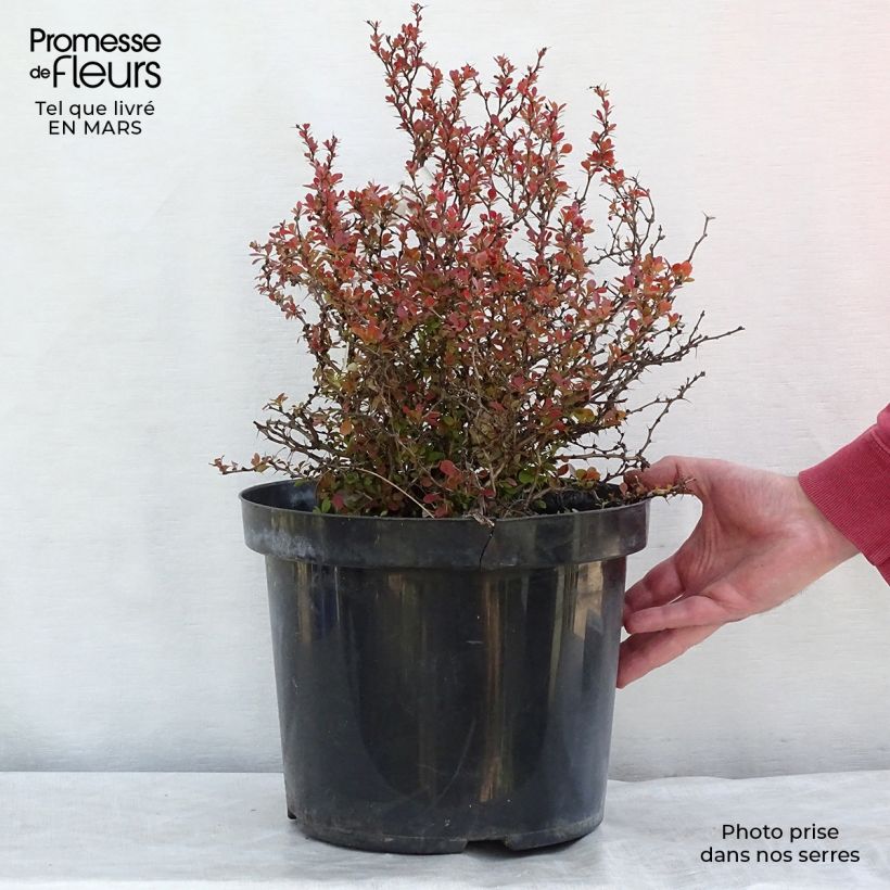 Berberis thunbergii Admiration-30/40cm en pot de 10L. esemplare consegnato in inverno