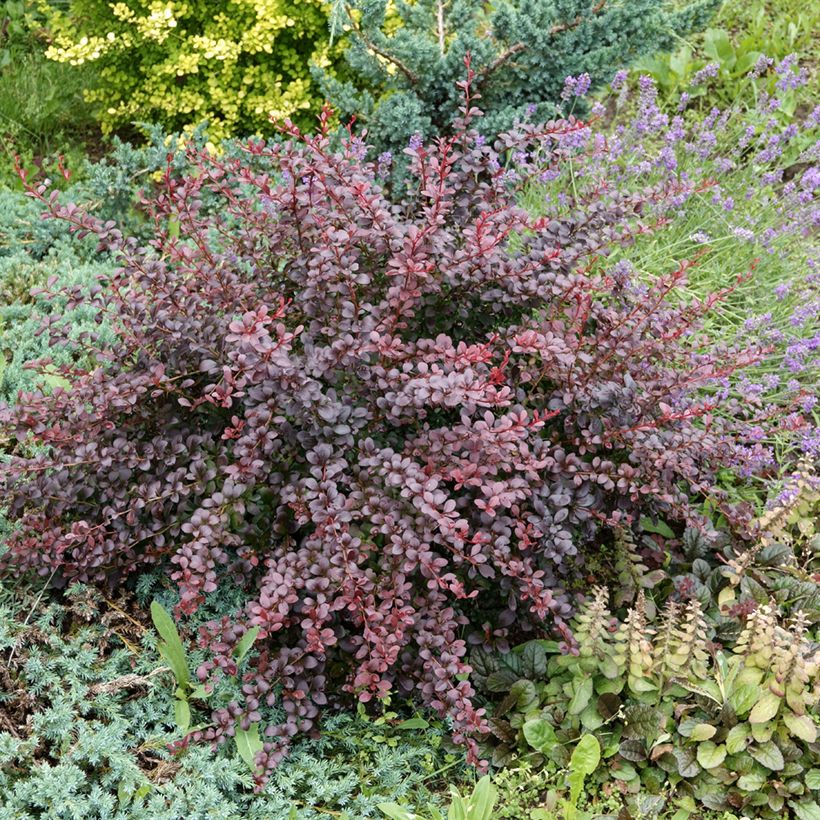 Berberis thunbergii Atropurpurea - Crespino Porpora Giapponese (Porto)