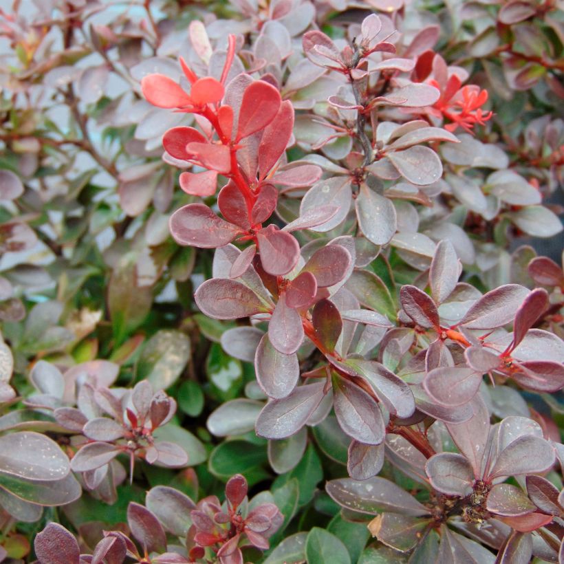 Berberis thunbergii Atropurpurea Nana - Crespino Porpora Giapponese Nano (Fogliame)