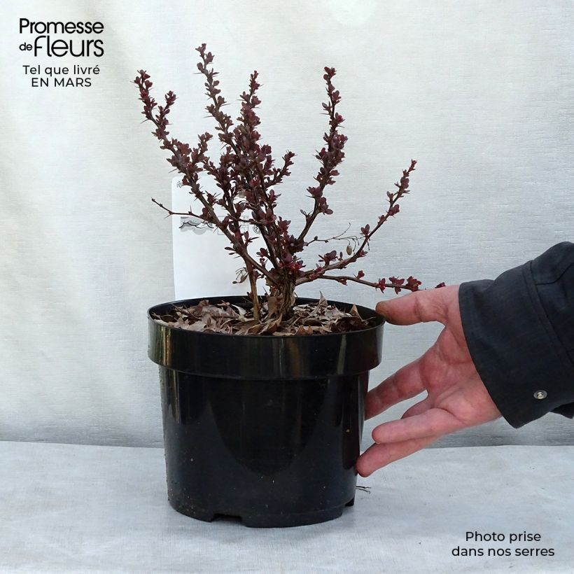 Berberis thunbergii Atropurpurea Nana - Epine-vinette Pot de 2L/3L esemplare consegnato in inverno