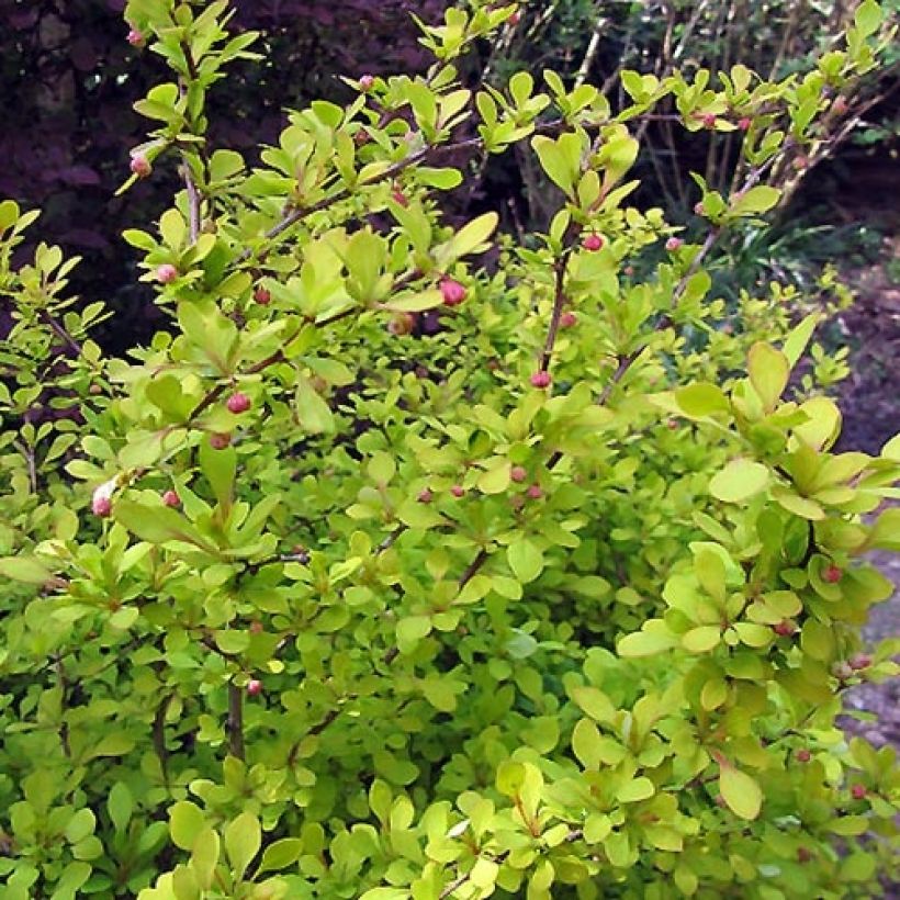 Berberis thunbergii Aurea - Crespino giapponese (Fogliame)