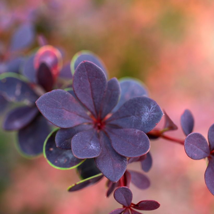 Berberis thunbergii Dart's Red Lady - Crespino giapponese (Fogliame)