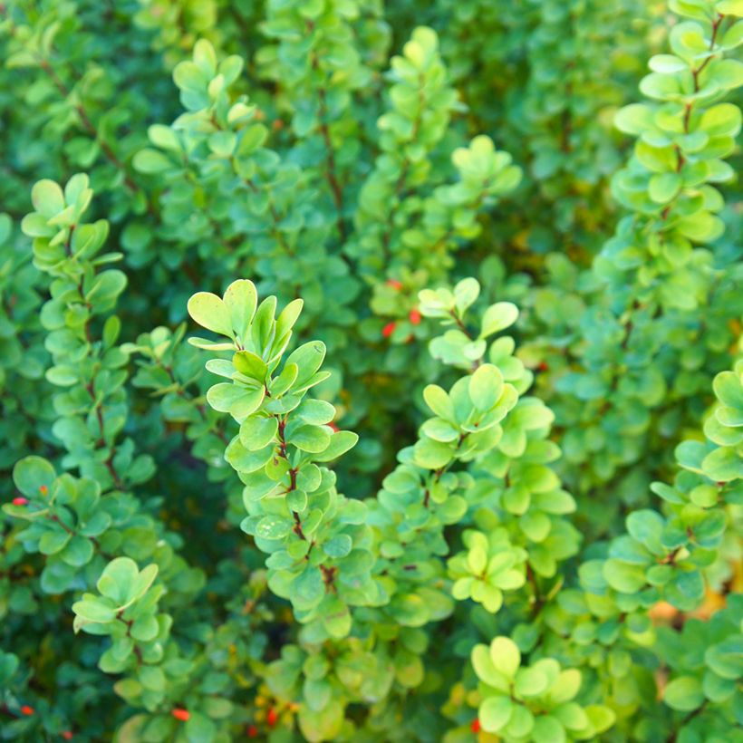 Berberis thunbergii Erecta - Crespino giapponese (Fogliame)