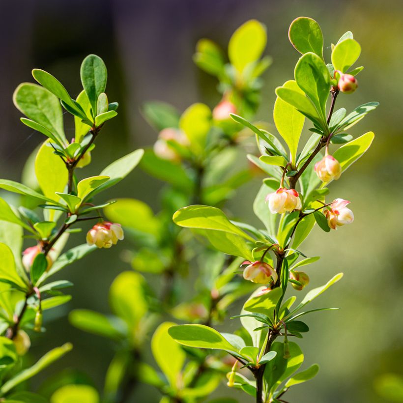 Berberis thunbergii Erecta - Crespino giapponese (Fioritura)