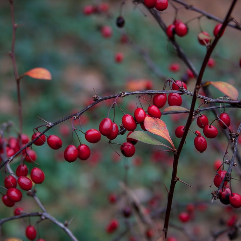 Berberis thunbergii Fireball - Crespino giapponese (Raccolta)