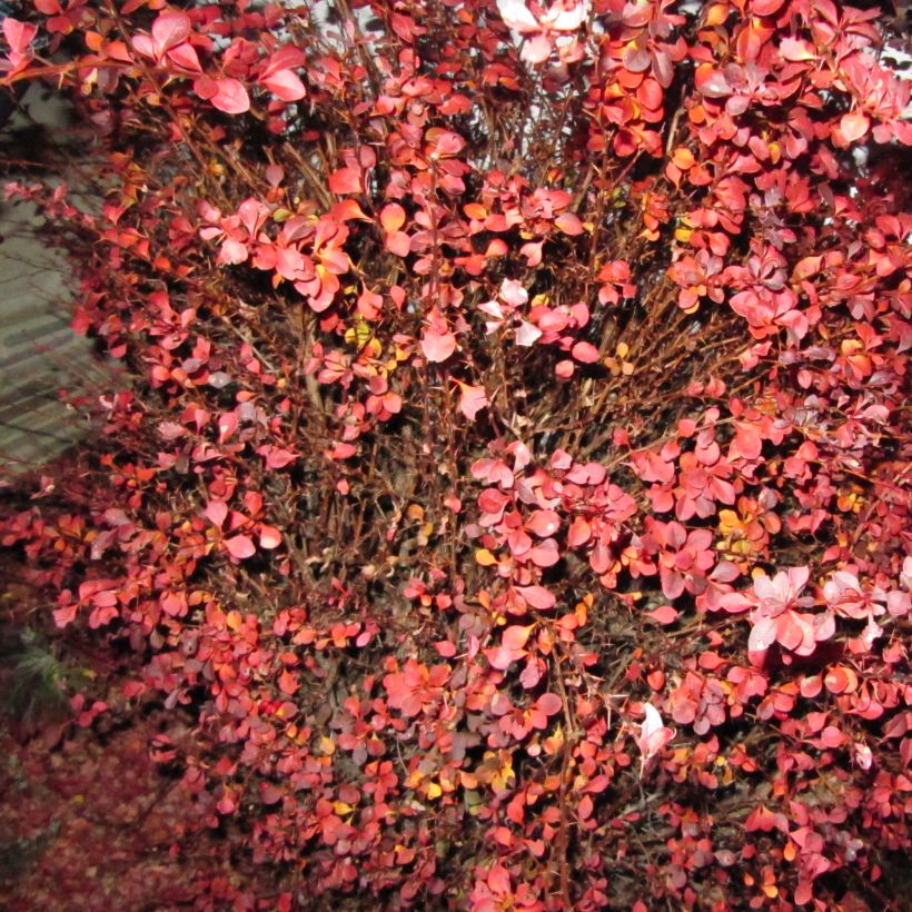 Berberis thunbergii Fireball - Crespino giapponese (Porto)