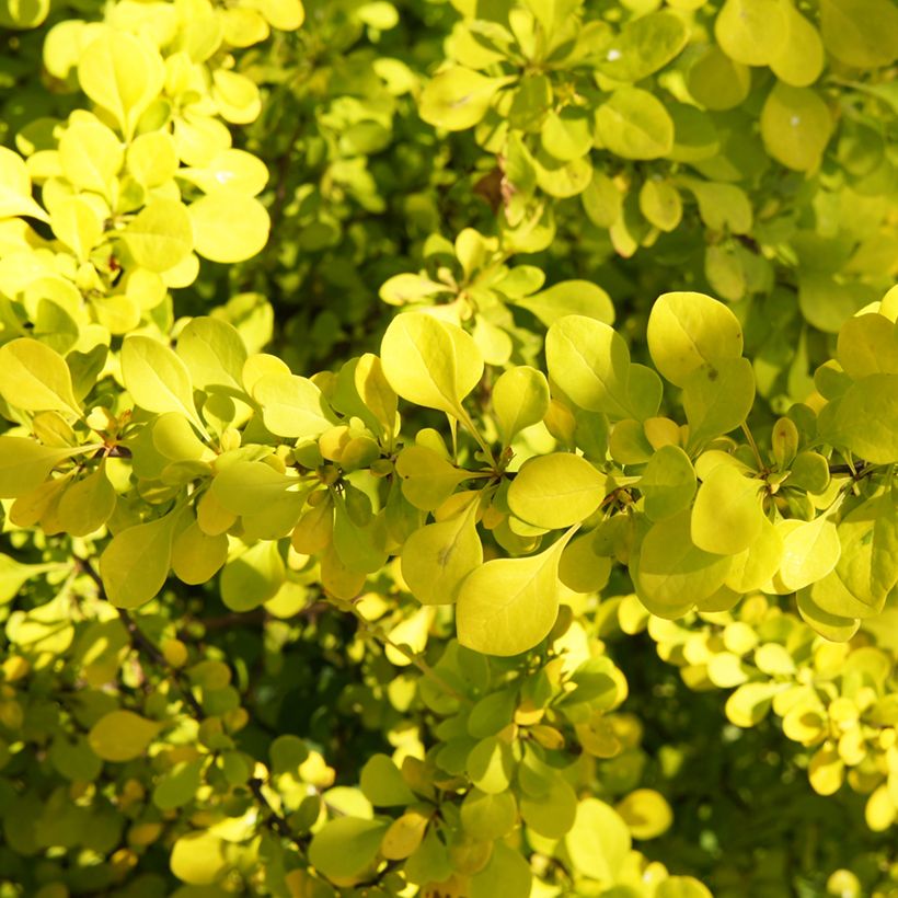 Berberis thunbergii Golden Carpet - Crespino giapponese (Fogliame)