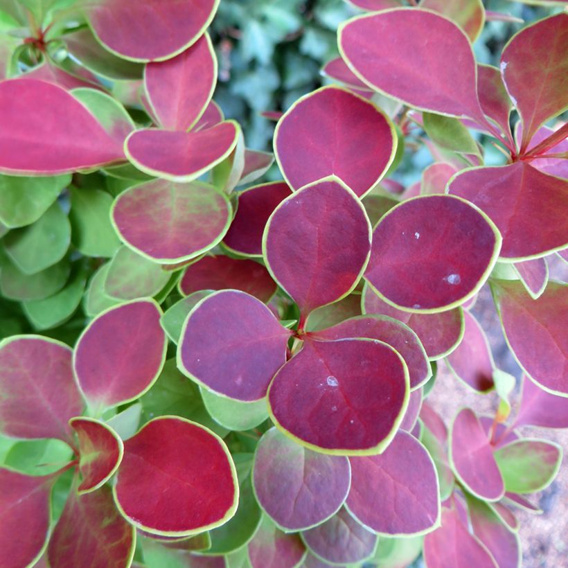 Berberis thunbergii Golden Ring - Crespino giapponese (Fogliame)