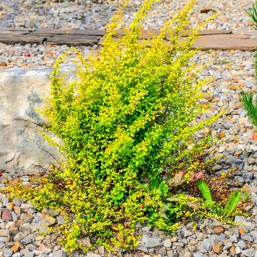 Berberis thunbergii Golden Rocket - Crespino giapponese (Porto)