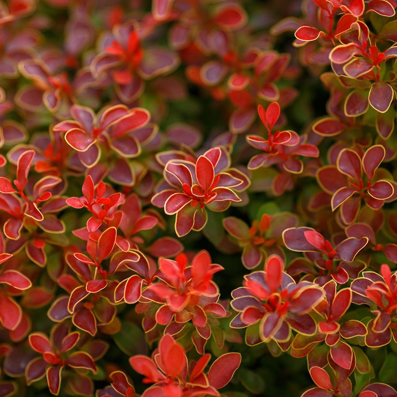 Berberis thunbergii Golden Ruby - Crespino giapponese (Fogliame)