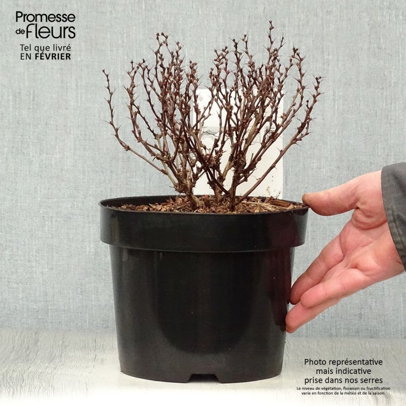 Berberis thunbergii Inspiration - Épine-vinette Pot de 2L/3L esemplare consegnato in inverno