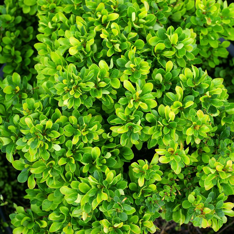 Berberis thunbergii Kobold - Crespino giapponese (Fogliame)