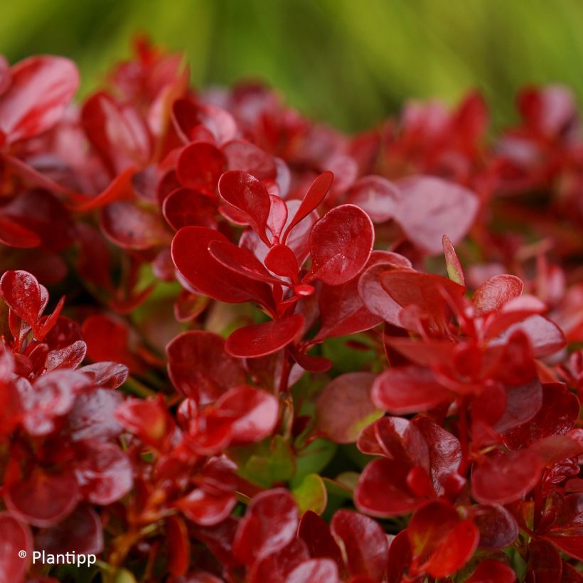 Berberis thunbergii Lutin Rouge - Crespino giapponese (Fogliame)