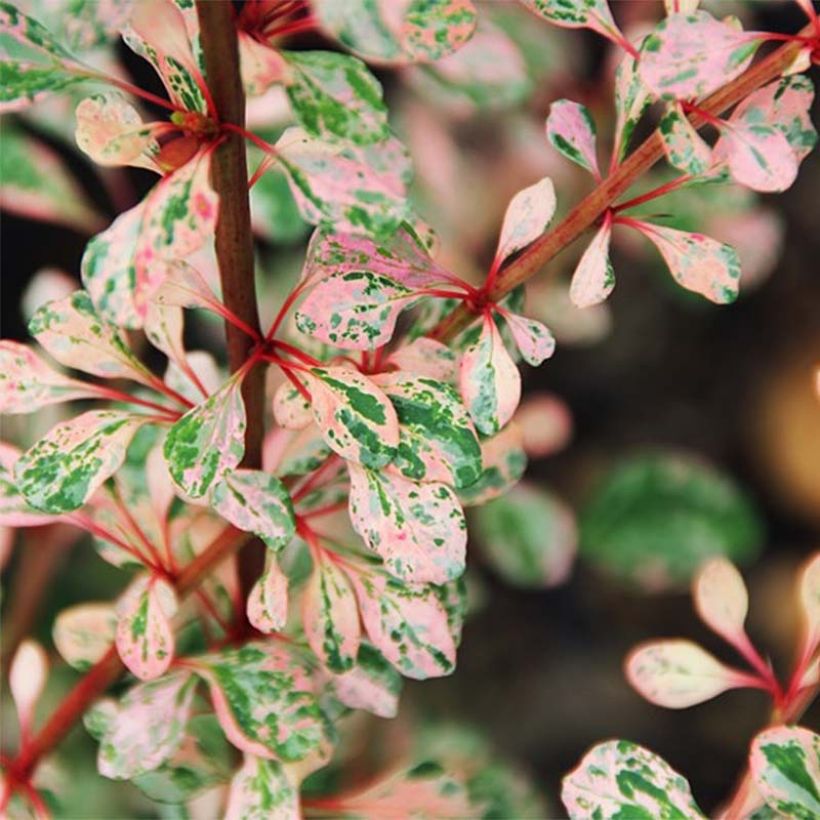 Berberis thunbergii Natasza - Crespino giapponese (Fogliame)