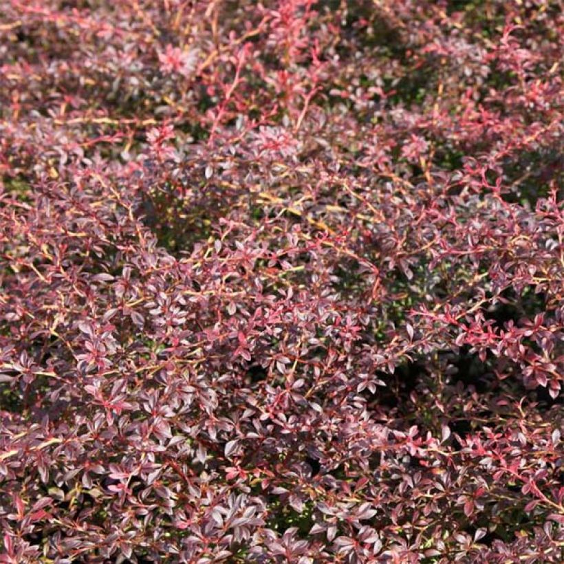 Berberis thunbergii Orange Dream - Crespino giapponese (Fogliame)