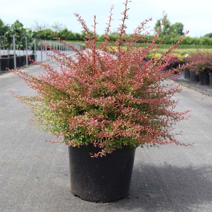 Berberis thunbergii Orange Dream - Crespino giapponese (Porto)