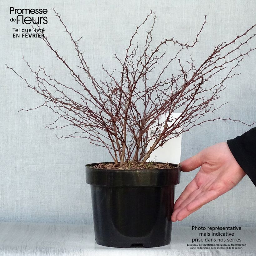 Berberis thunbergii Orange Dream Pot de 2L/3L esemplare consegnato in inverno